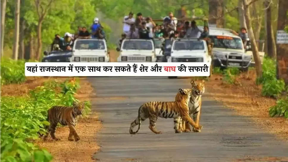 Tiger safari : 